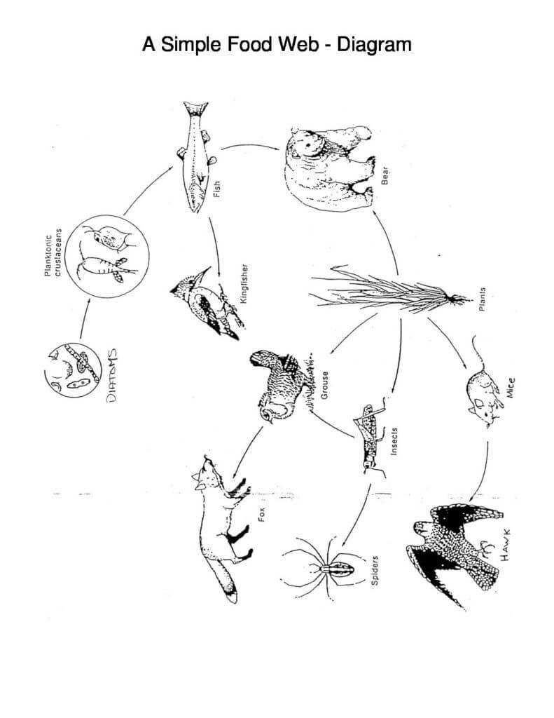 A Simple Food Web – Diagram | Science | Simple Food Web For Blank Food Web Template