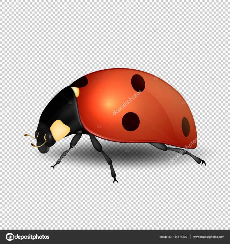 Blank Ladybug Template