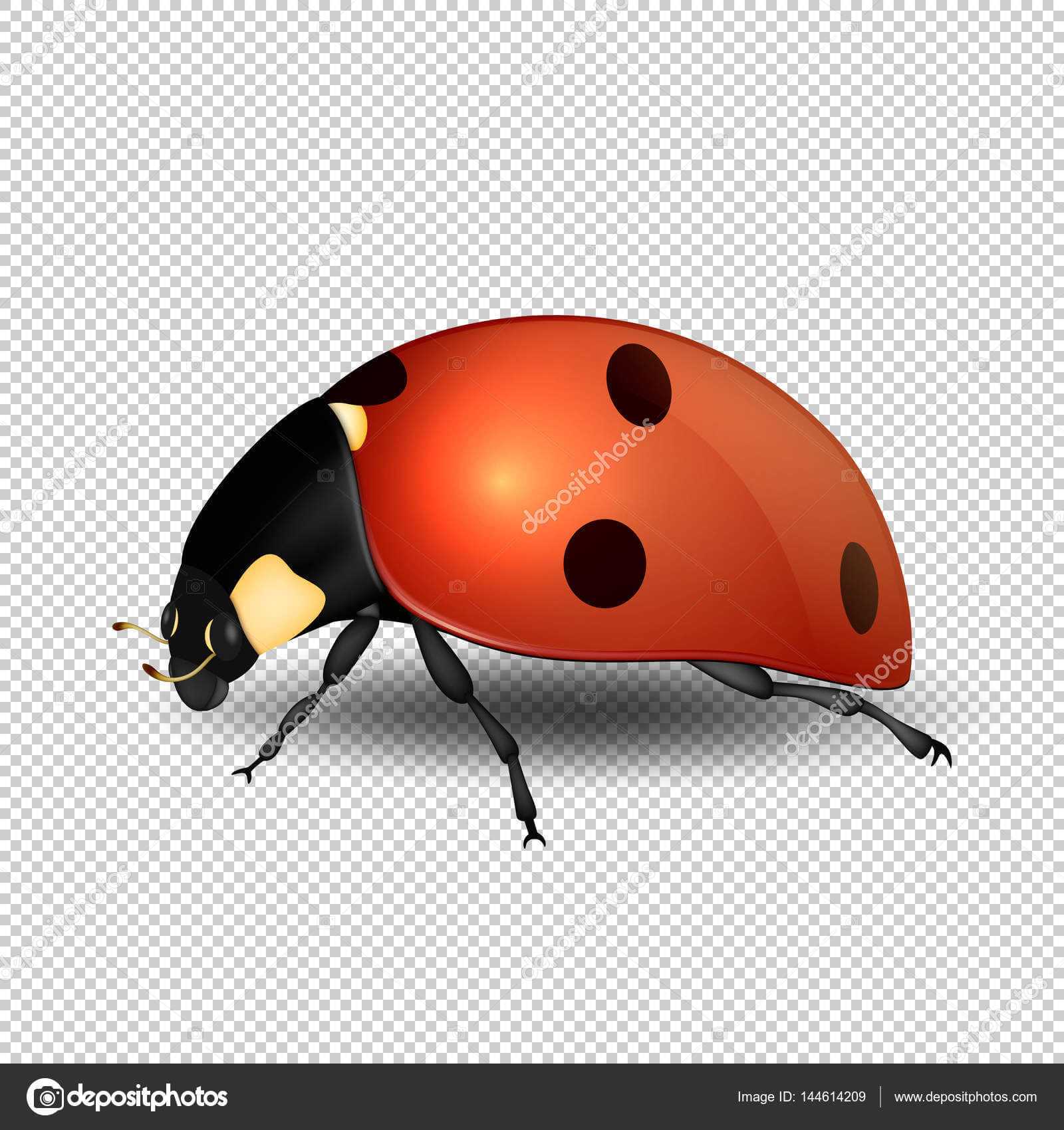 Blank Ladybug Template | Vector Close Up Realistic Ladybug For Blank Ladybug Template