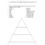 Worksheet. Food Web Worksheets: Blank Food Web Template for Blank Food Web Template